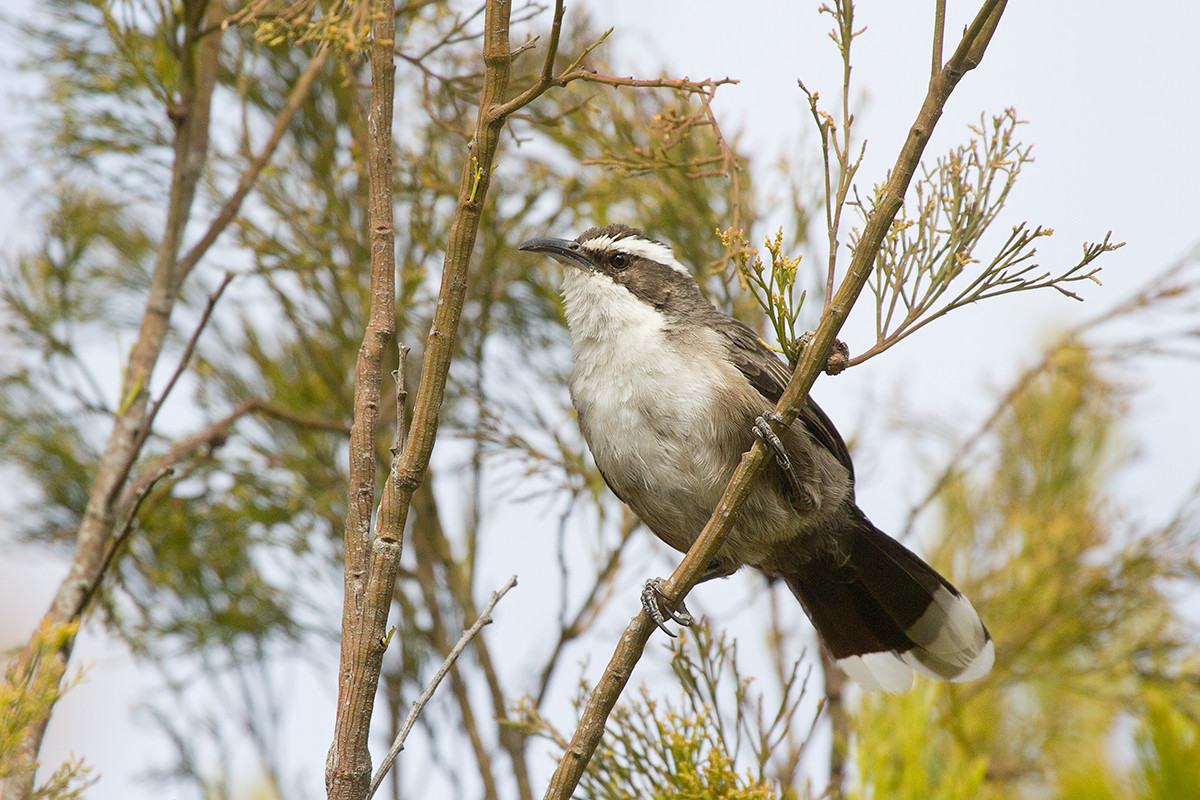 image White-browed Babbler